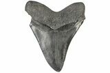Fossil Megalodon Tooth - South Carolina #197886-2